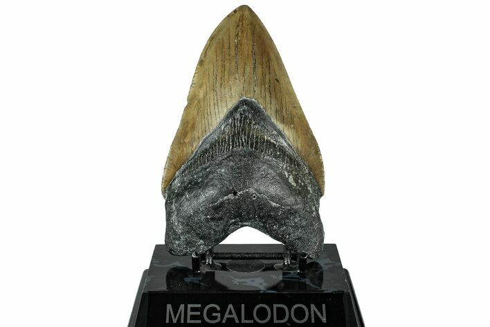 Serrated, Fossil Megalodon Tooth - North Carolina #319896